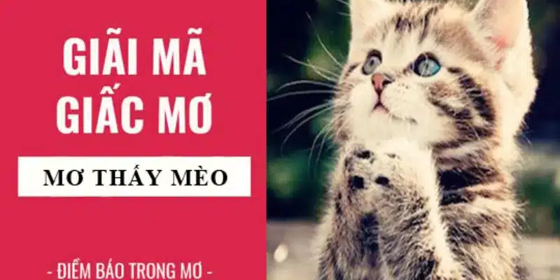 Nằm mơ thấy mèo - Gợi ý số lô đề may mắn 1 Giấc mơ thấy mèo mang ý nghĩa gì?