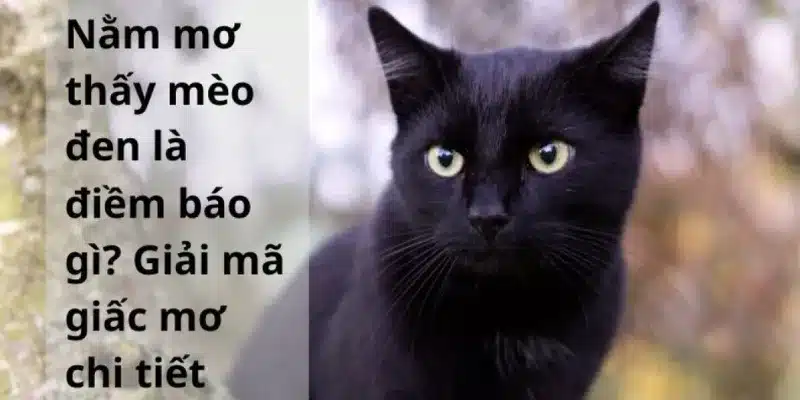 Nằm mơ thấy mèo - Gợi ý số lô đề may mắn 2 Giải mã tâm linh khi mơ thấy mèo